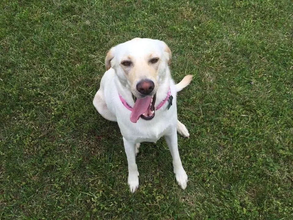 Dog at pet friendly Greenbrier Campground