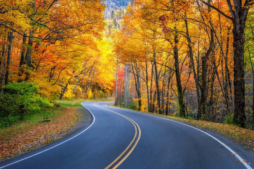 scenic drive during fall in the smoky mountains