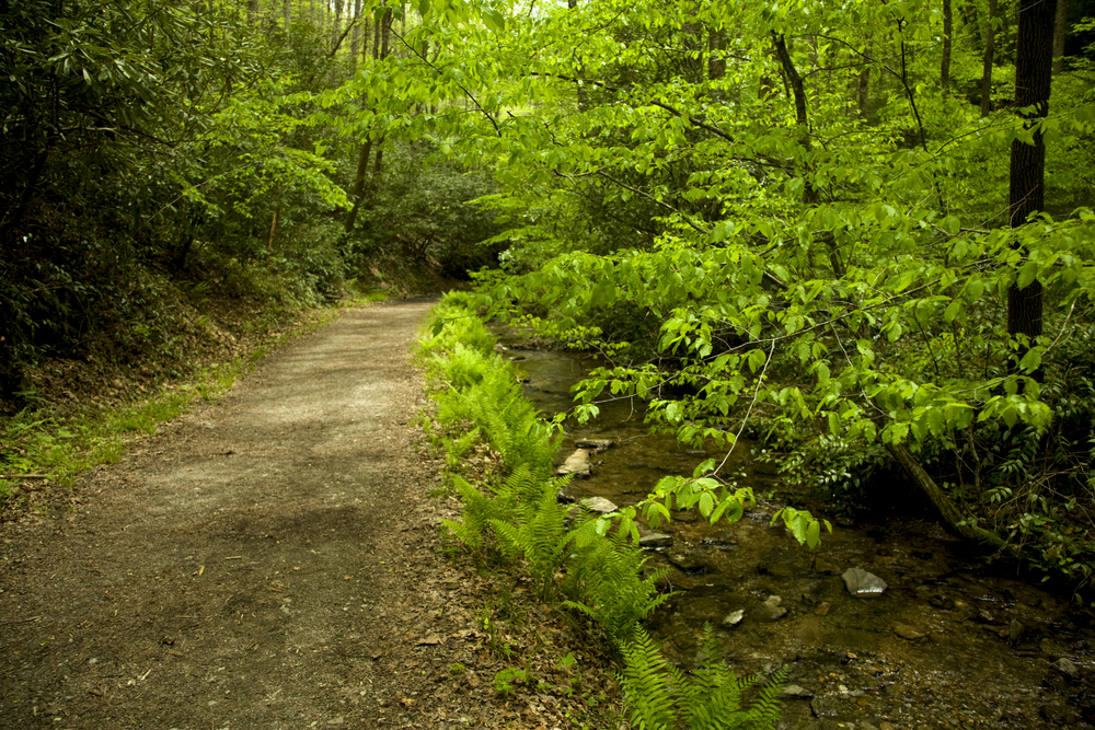 schoolhouse gap trail is one of the top easy hiking trails in the Smoky Mountains