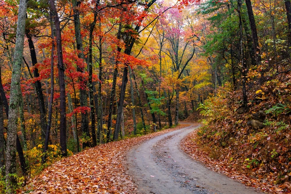 rich mountain road in the Smokies in the fall